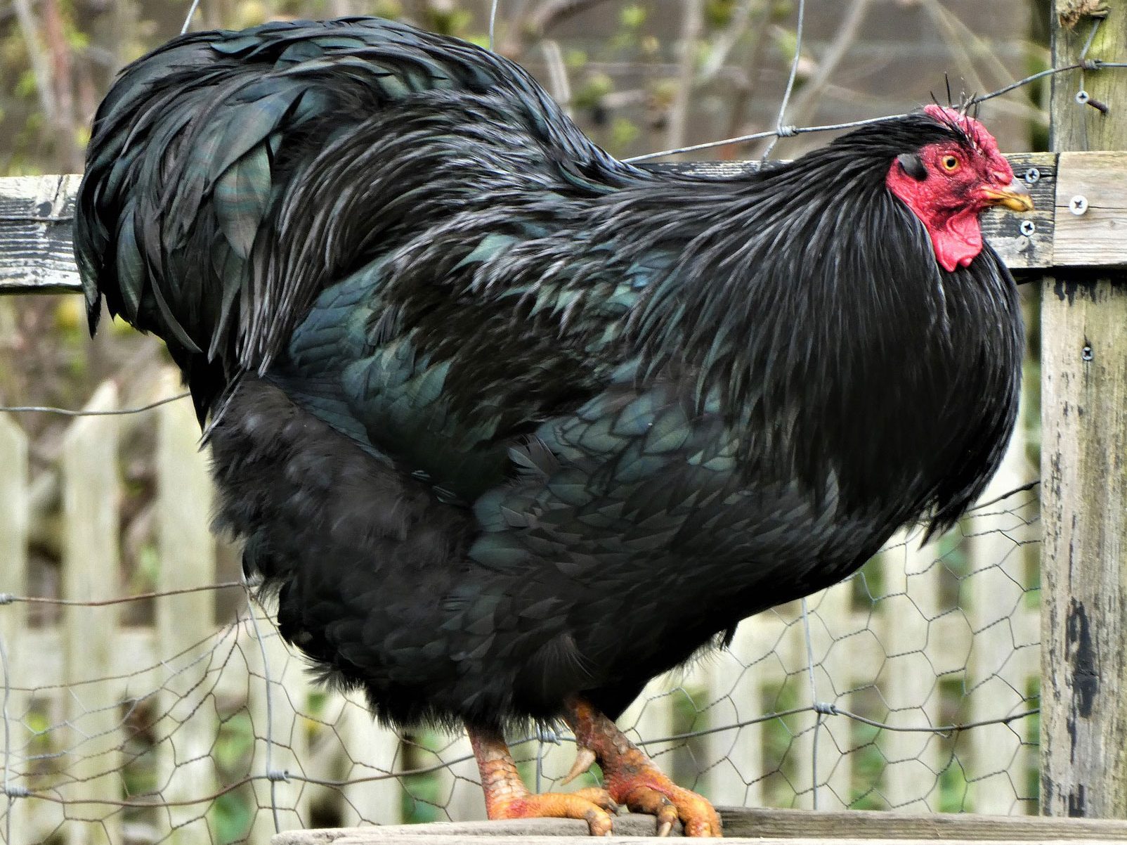11 most friendly chicken breeds black rooster