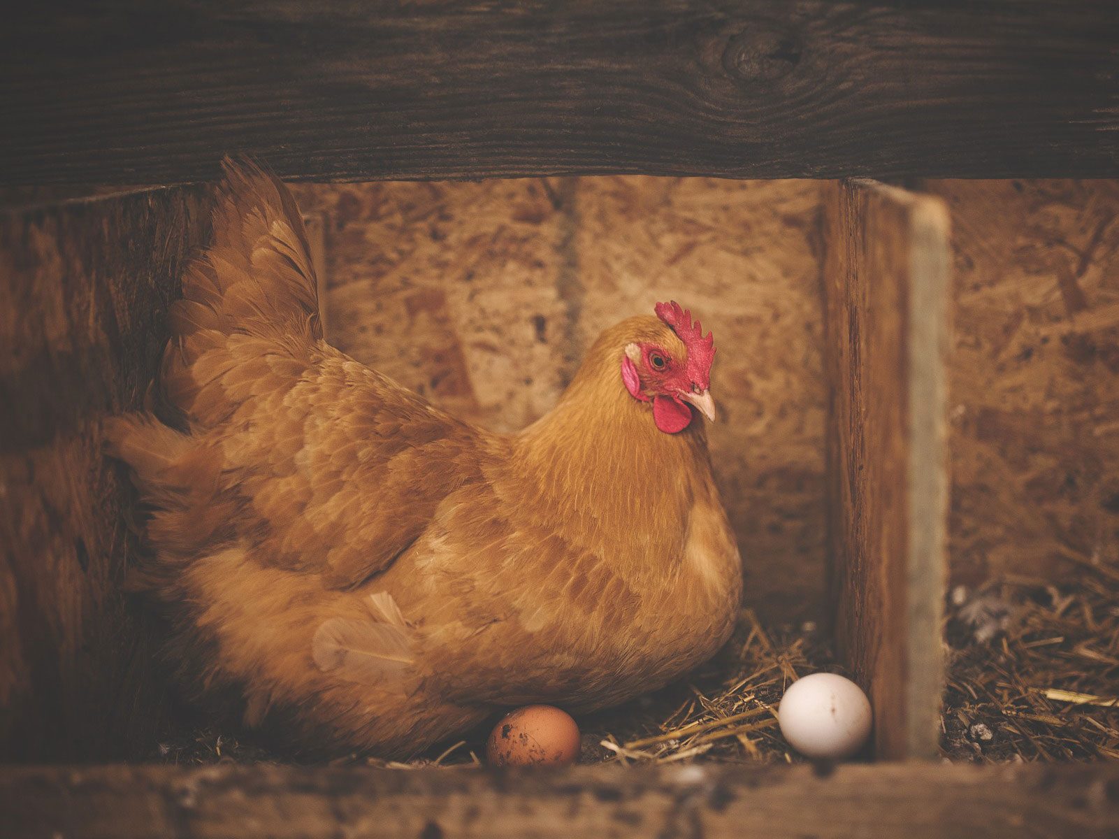 11 most friendly chicken breeds buff orpington hen