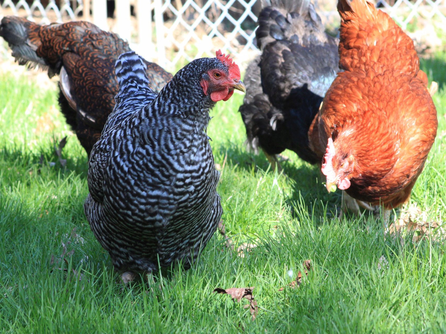 11 most friendly chicken breeds chickens in yard