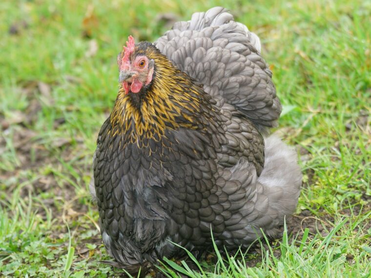 11 Most Friendly Chicken Breeds! Build Your Ideal Flock