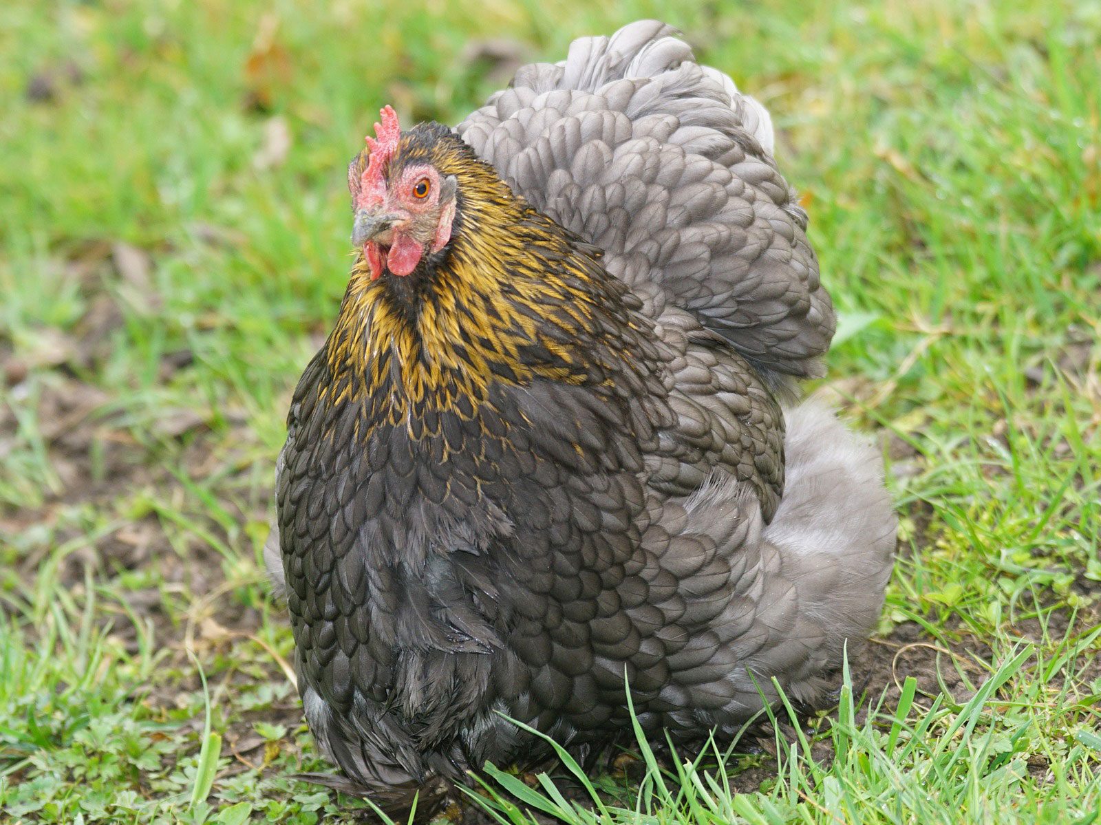 11 most friendly chicken breeds cochin hen