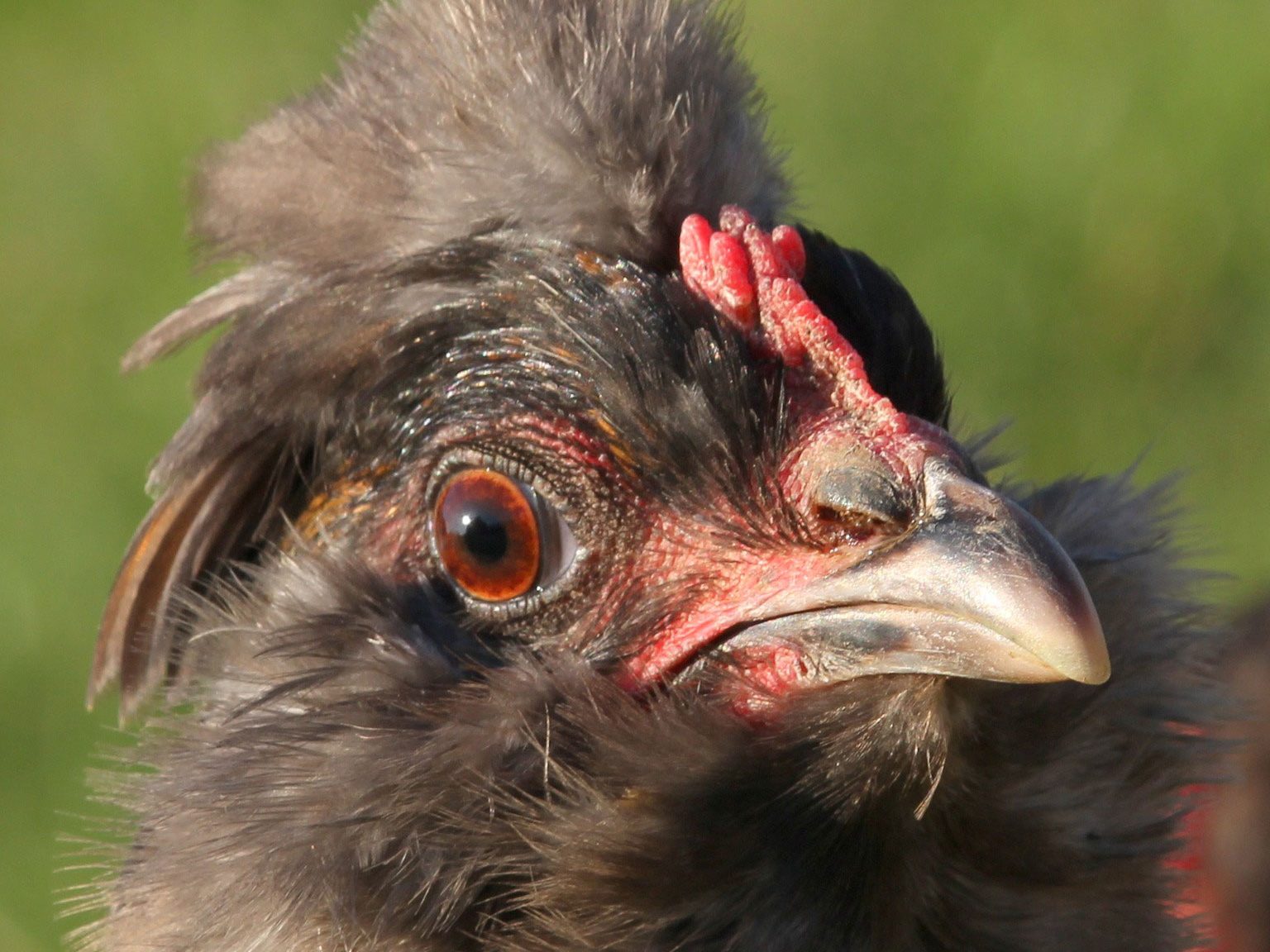 11 most friendly chicken breeds easter egger hybrid chicken