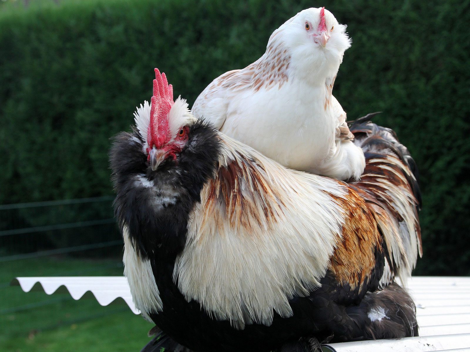 11 most friendly chicken breeds faverolles rooster faverolles hen