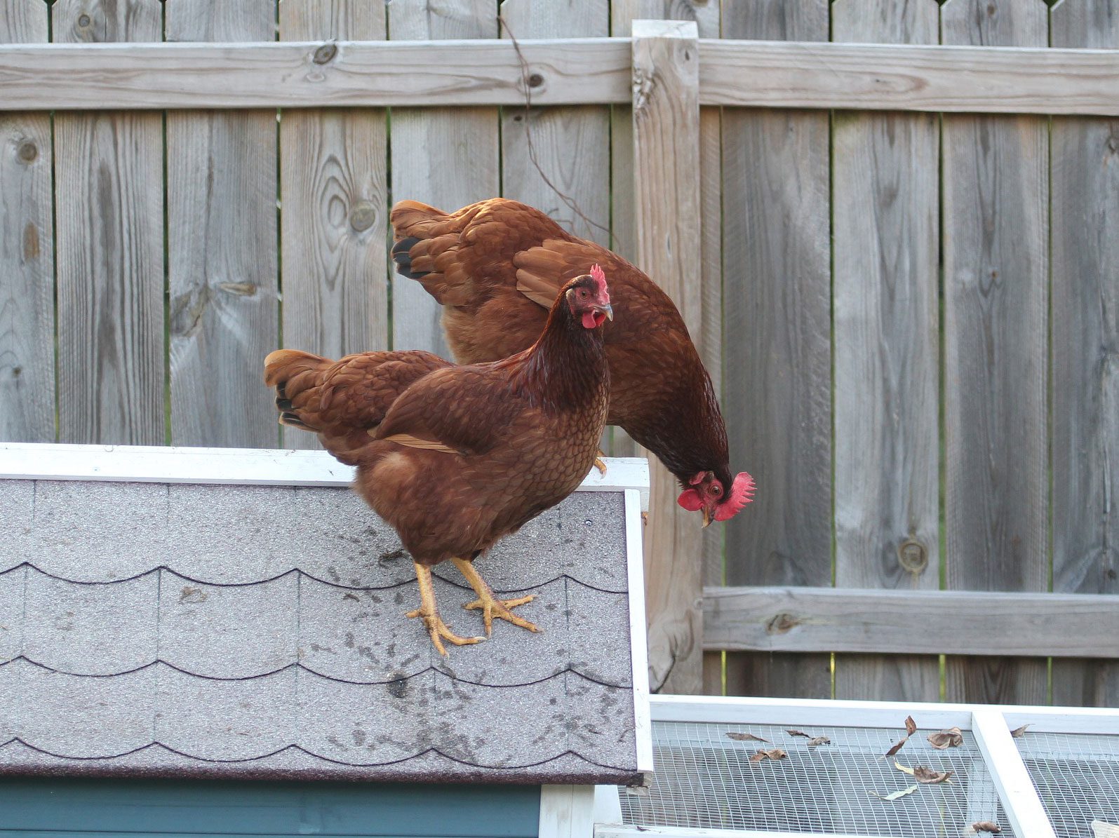 11 most friendly chicken breeds rhode island red
