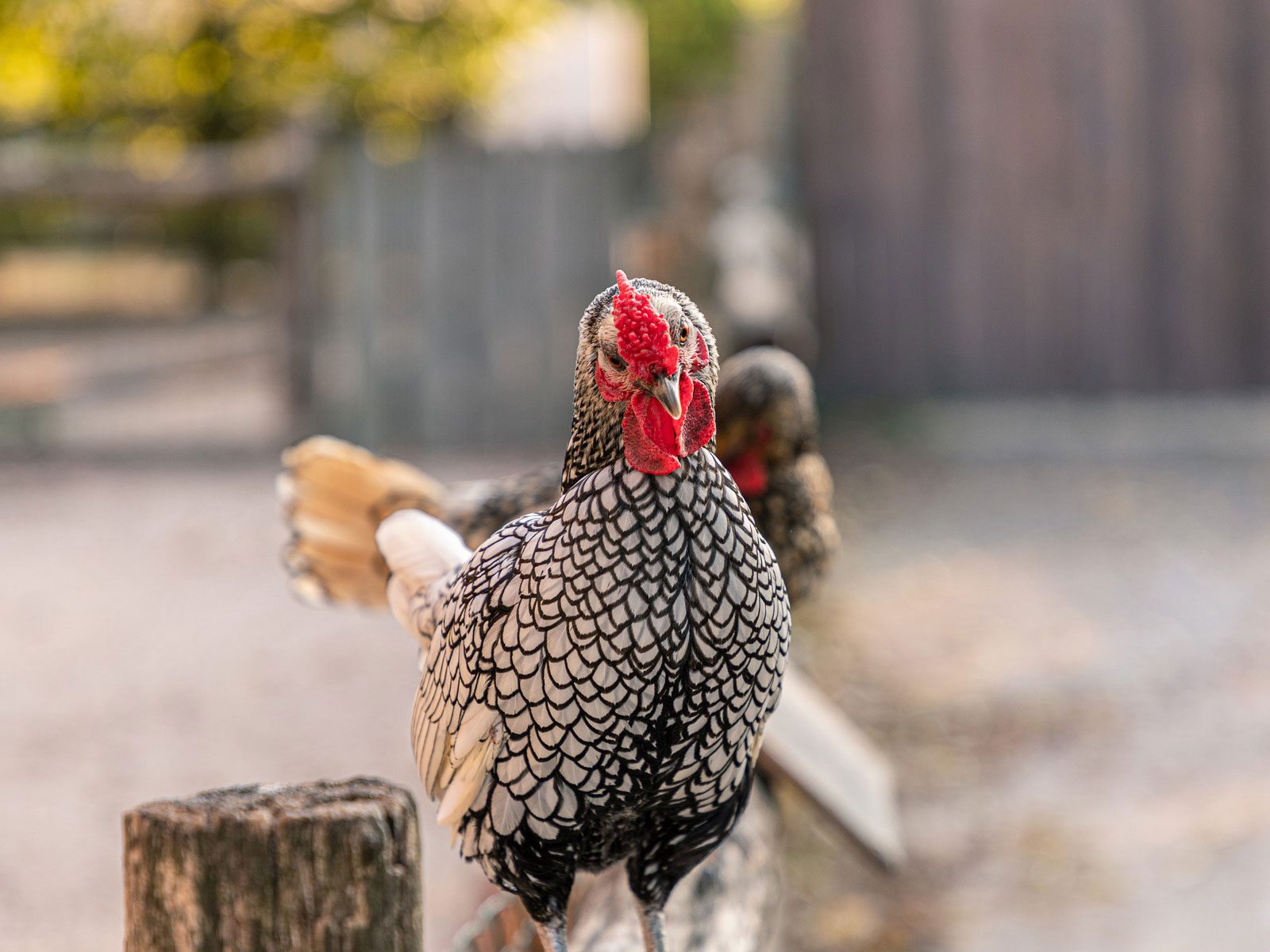 11 most friendly chicken breeds wyandotte chicken