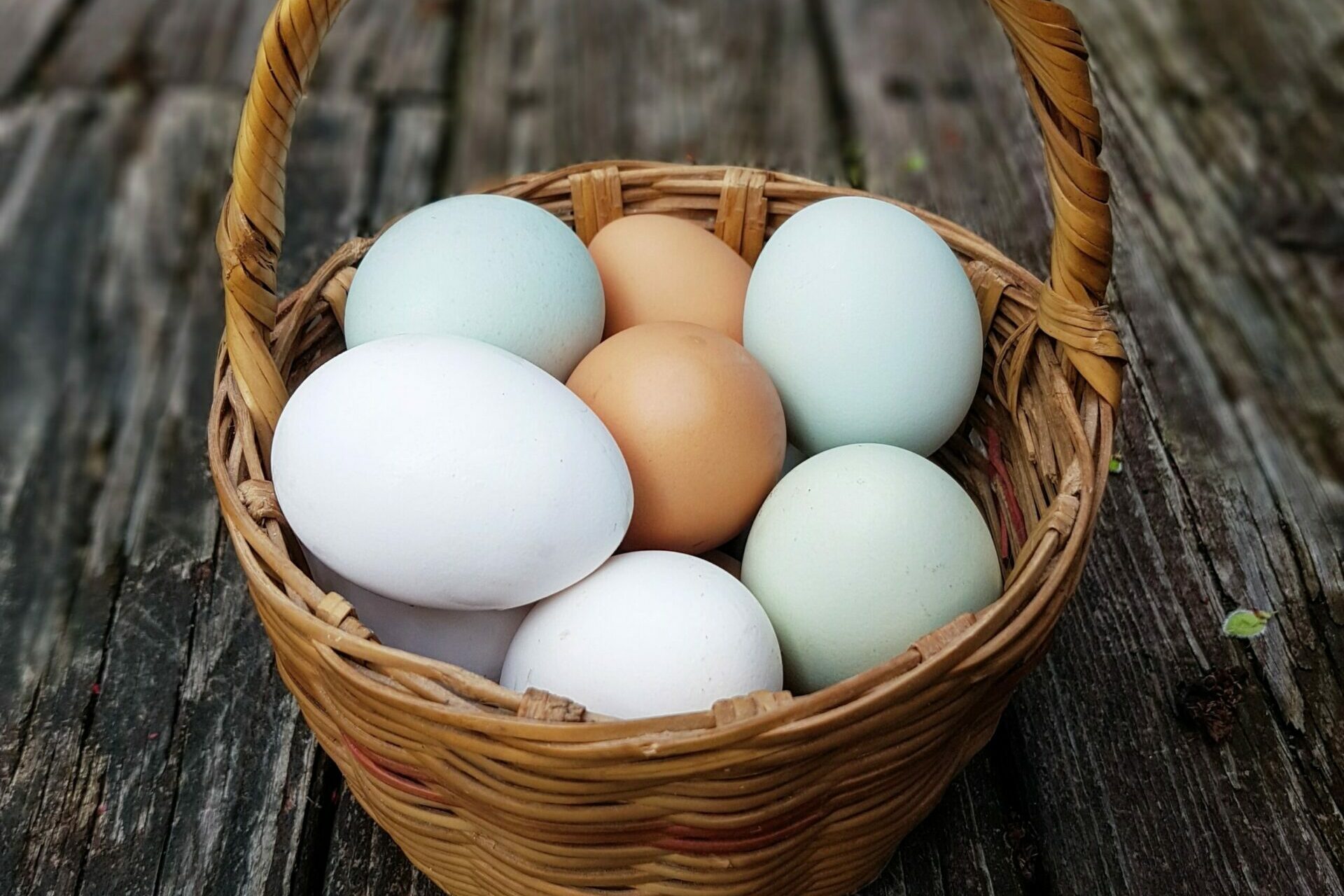 Basket of Multi Colored eggs