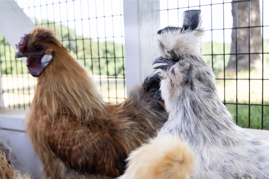 brown and white and black feathered chicken in attached outdoor run