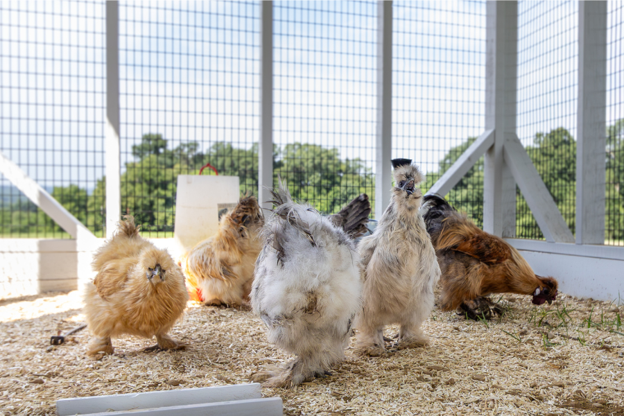 flock of fluffy brown and white chickens in outdoor run