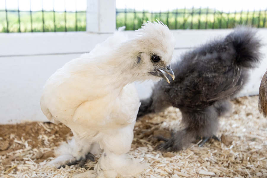 white and black fluffy chicken in attached outdoor run