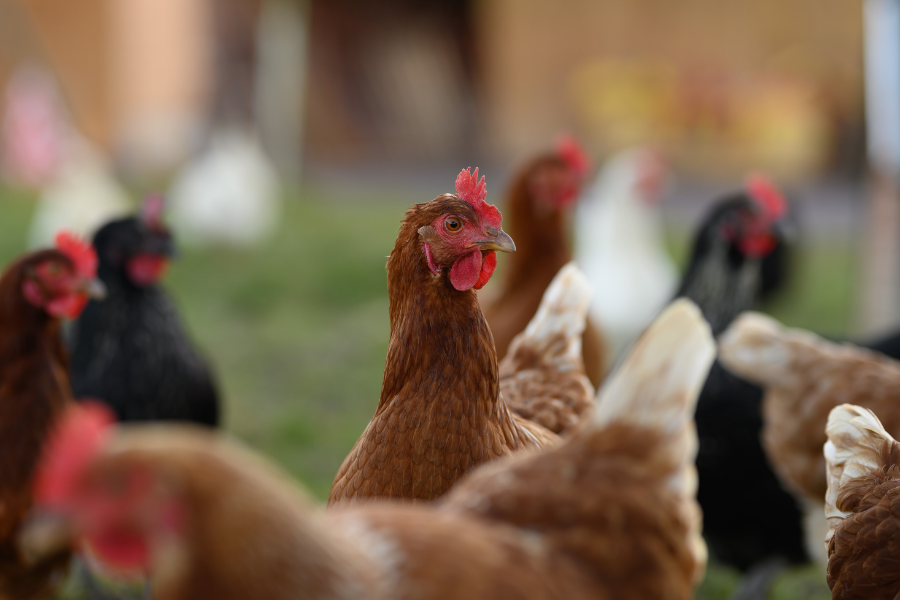1 chicken raising it's head above flock of backyard chickens