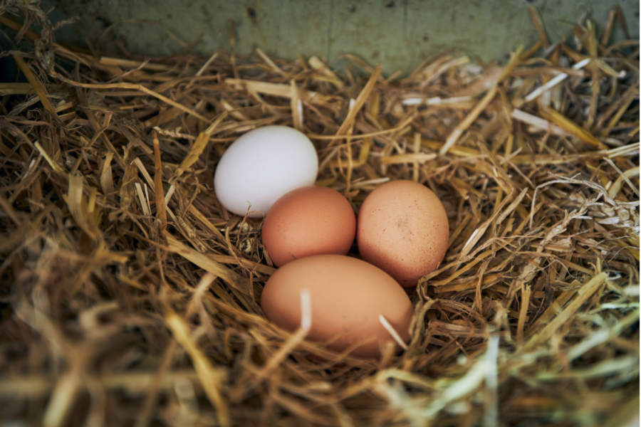 chicken eggs