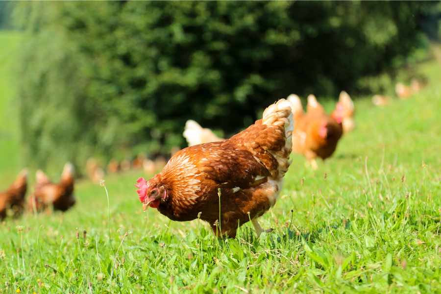 chickens grazing in grass