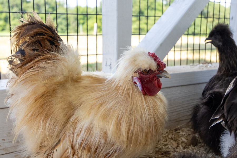 fluffy tan chicken in outdoor run