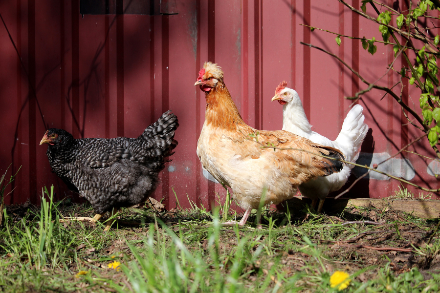 group of chickens by the red metal barn door