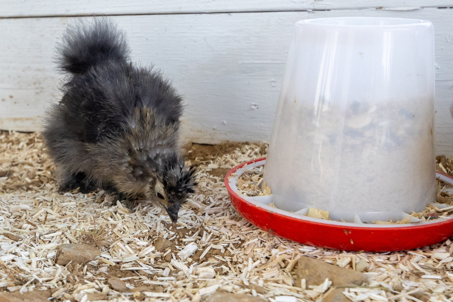 black chicken by feeder