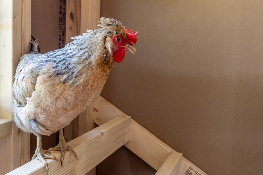chicken on roosting bars inside chicken coop