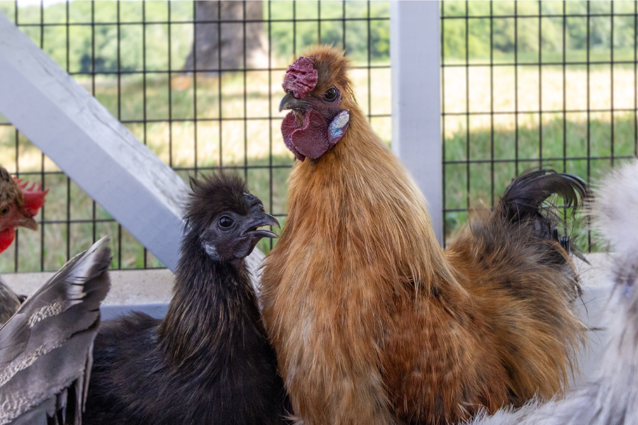 multiple chickens in outdoor run