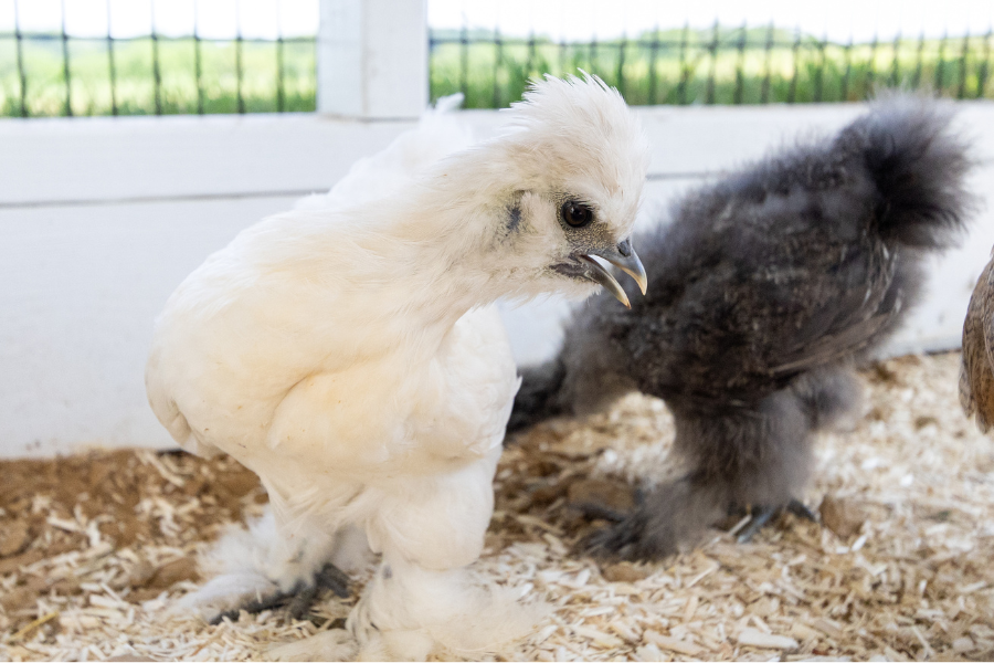 white and black chickens in attached outdoor run