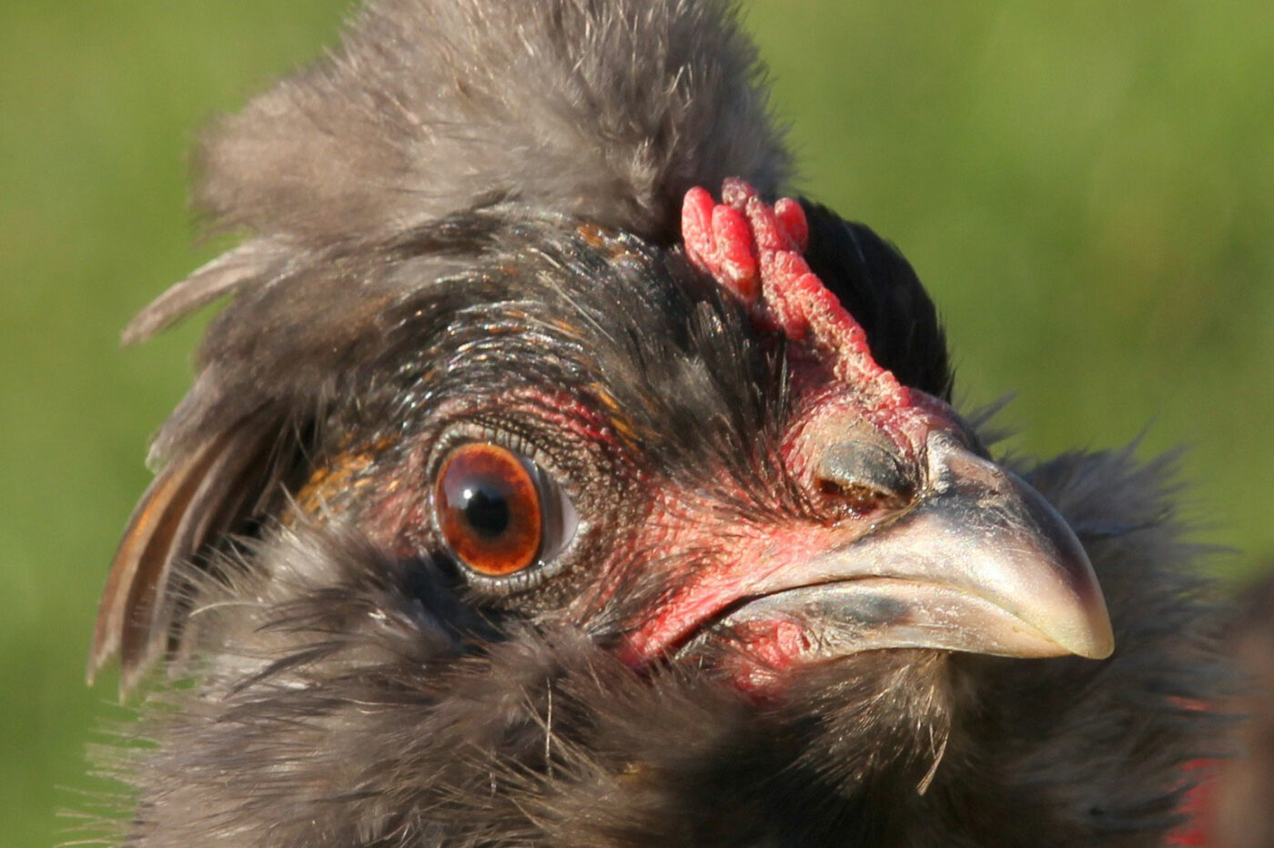 11 most friendly chicken breeds easter egger hybrid chicken