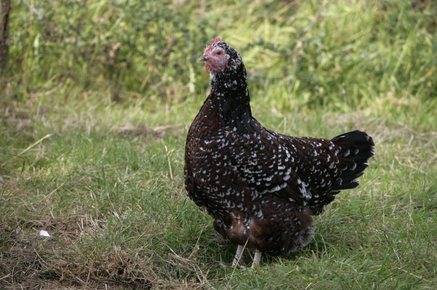 11 most friendly chicken breeds speckled sussex chicken looks angry