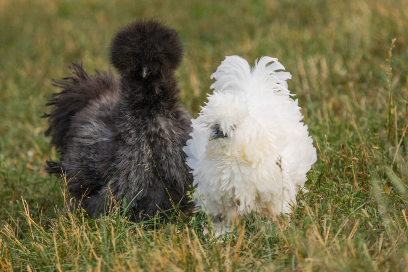 The top 11 friendliest chicken breeds.