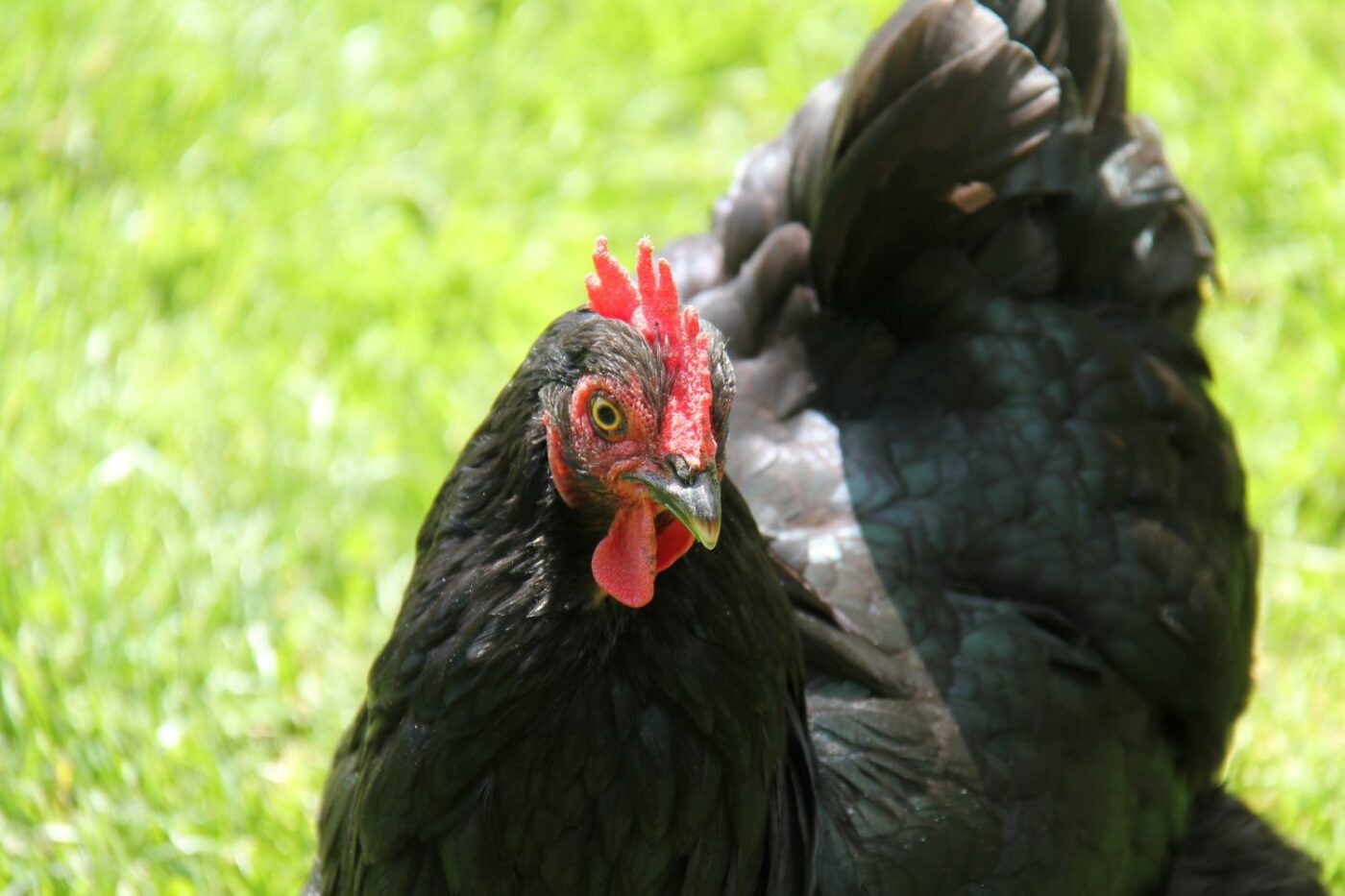 11 Most Friendly Chicken Breeds! Build Your Ideal Flock