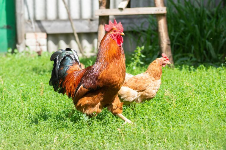 5 Burning Questions Answered About Chickens Laying Eggs