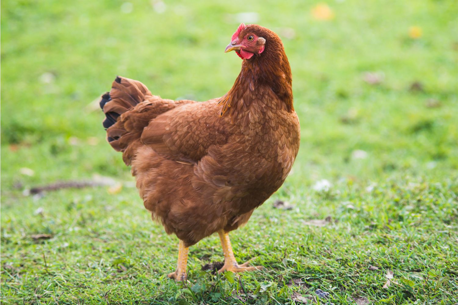 7 Best Chicken Breeds for the Aspiring Chicken Farmer - The Hen House ...