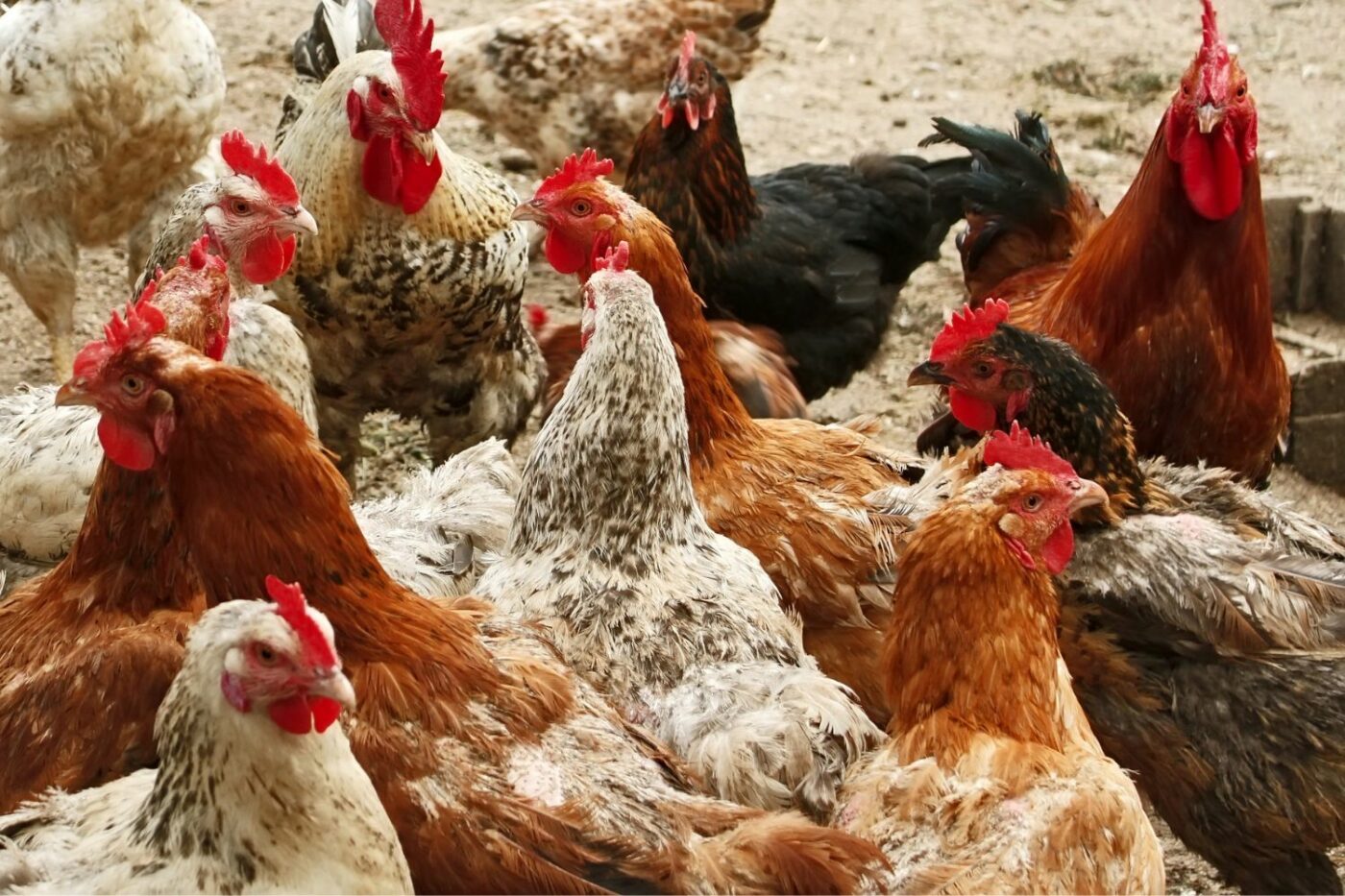 3 Best Chicken Breeds to Raise for Meat - Strombergs