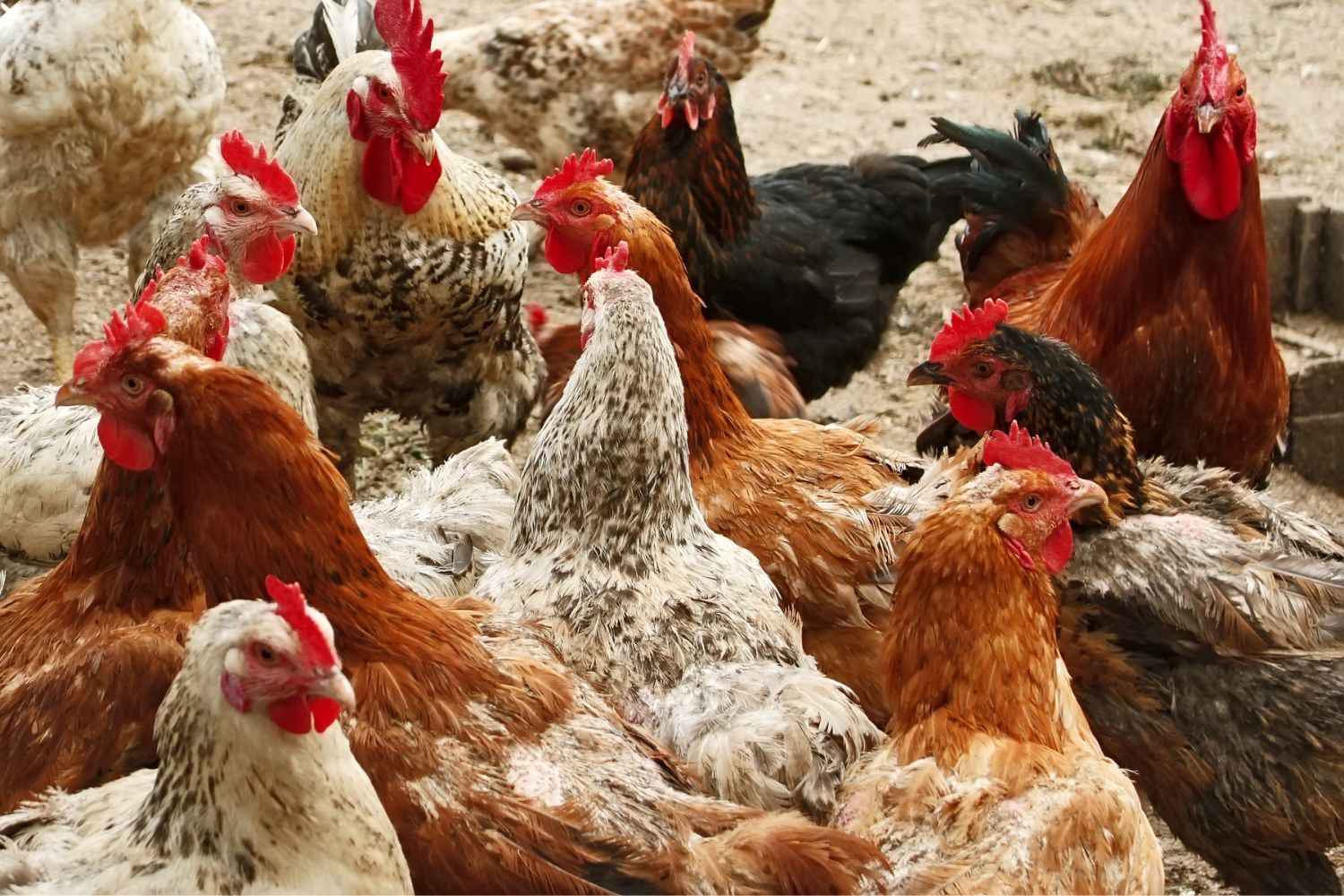 10 Largest Chicken Breeds That Are Also Great Pets