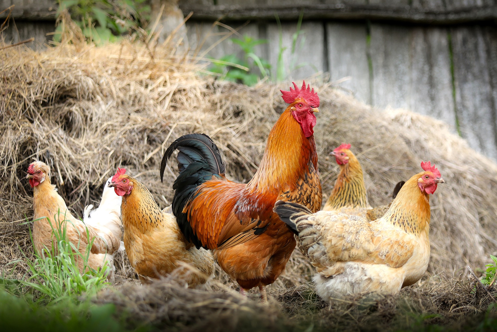 a guide to raising backyard chickens