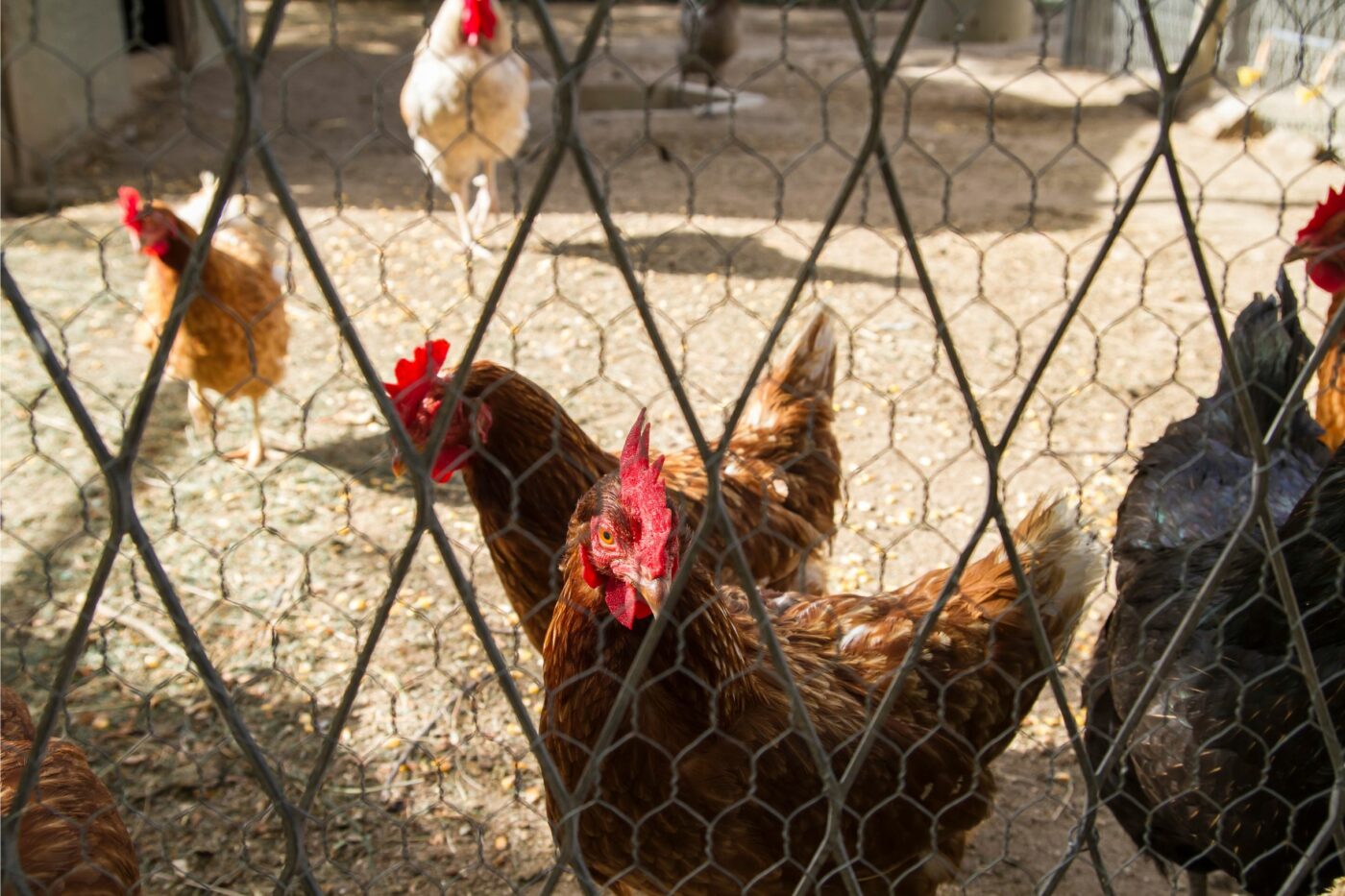 Raising Backyard Chickens Guide - Simple Steps For Beginners