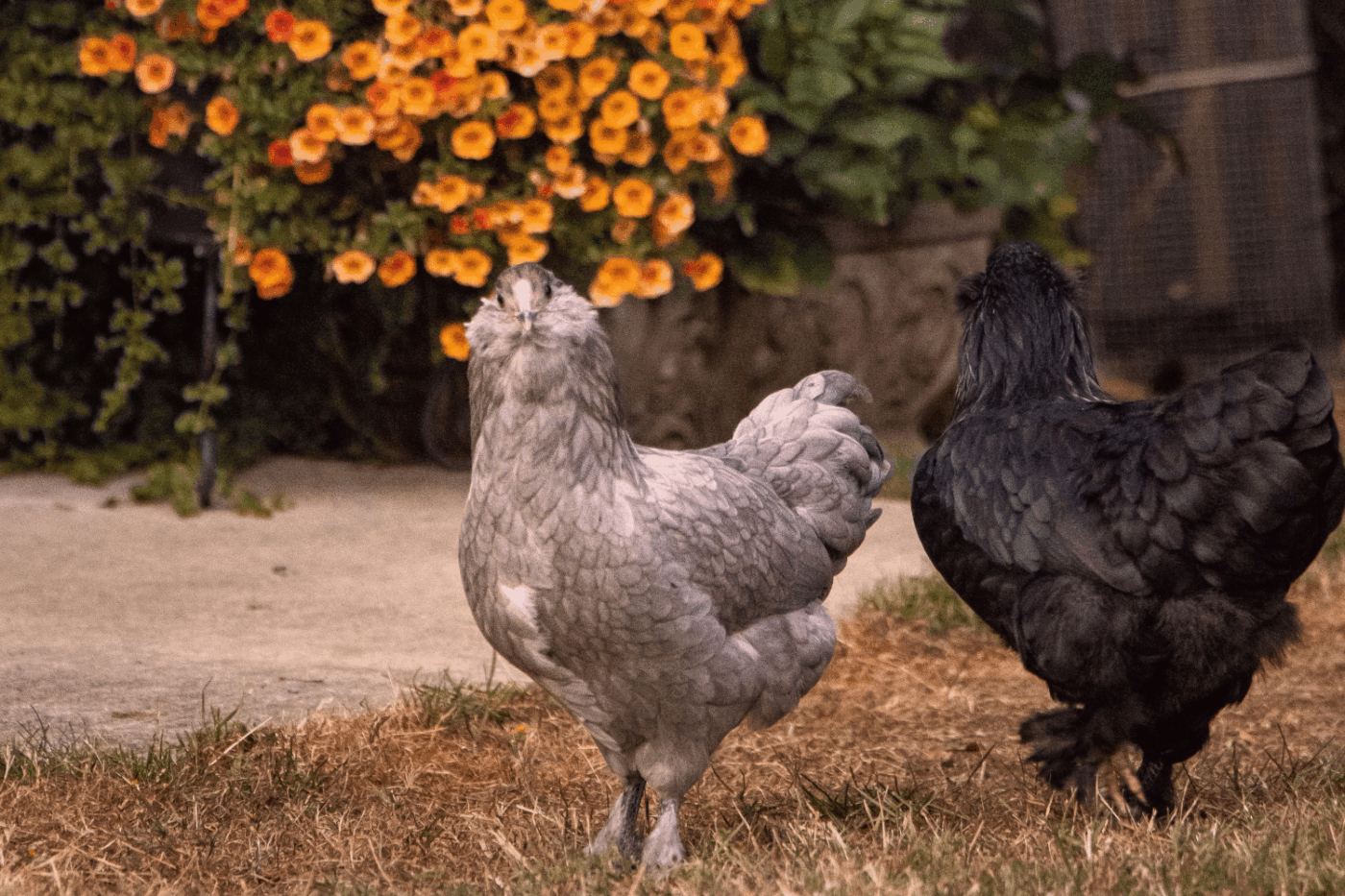 ameraucana chicken best egg layer