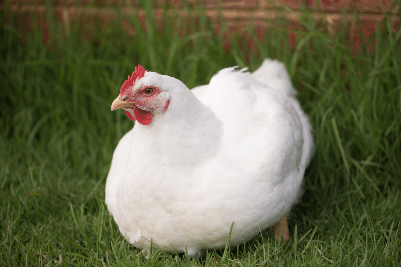 austra white chicken best egg layer