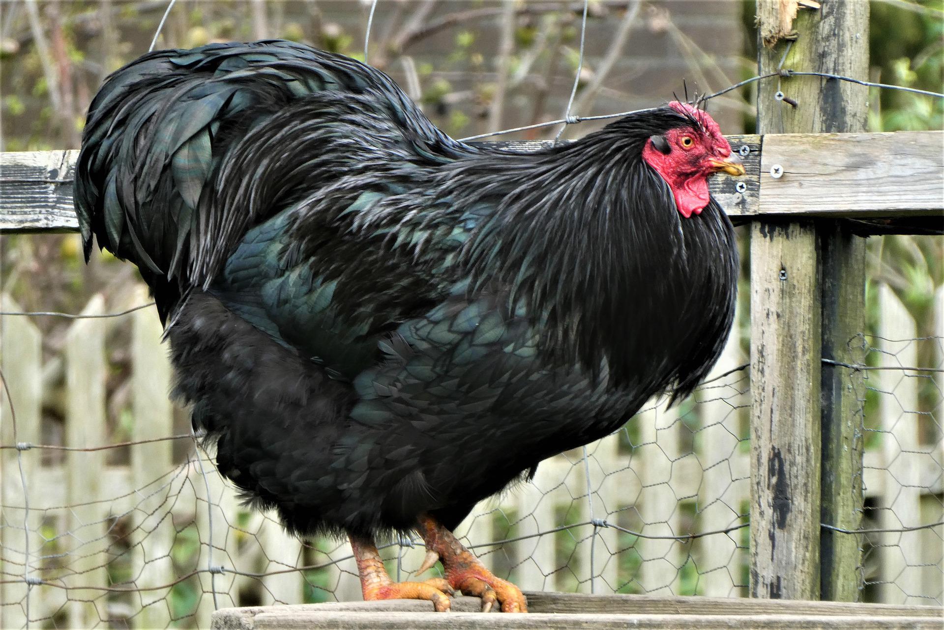 australorp best egg laying chickens
