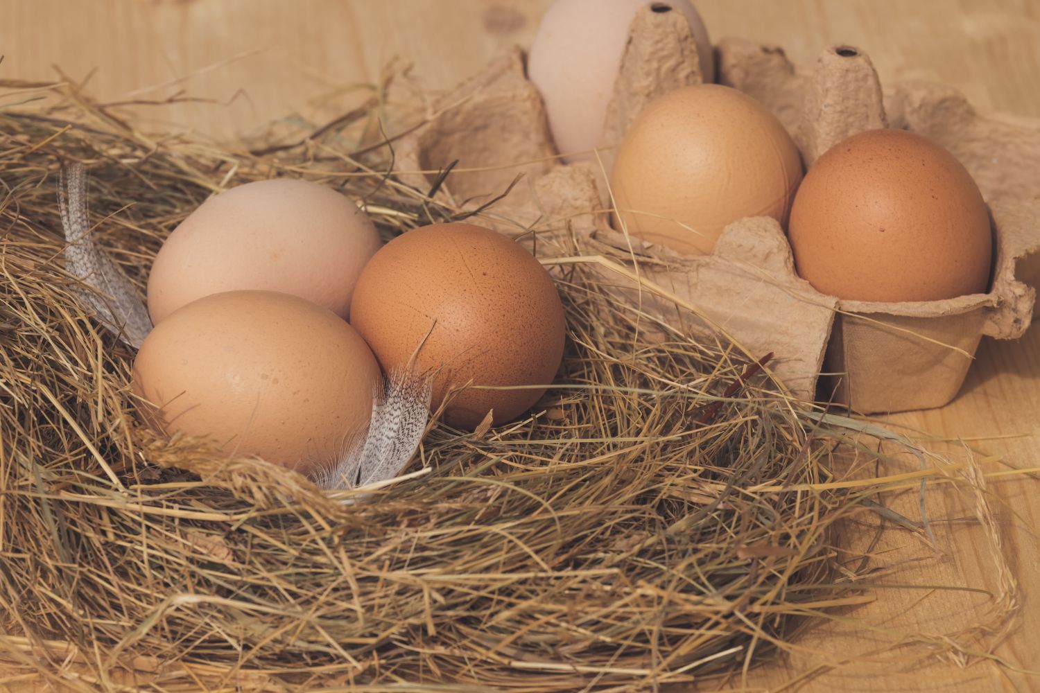 5 Ways To Increase Your Chickens' Egg Size