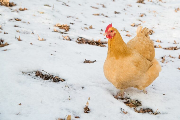 Best Egg Laying Chickens For Your Backyard | Get Eggs Fast!