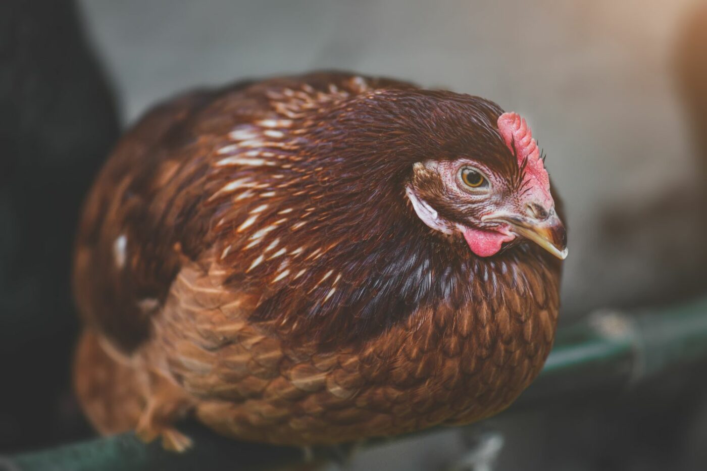 Best Egg Laying Chickens: A List of The 15 Best Chicken Breeds for