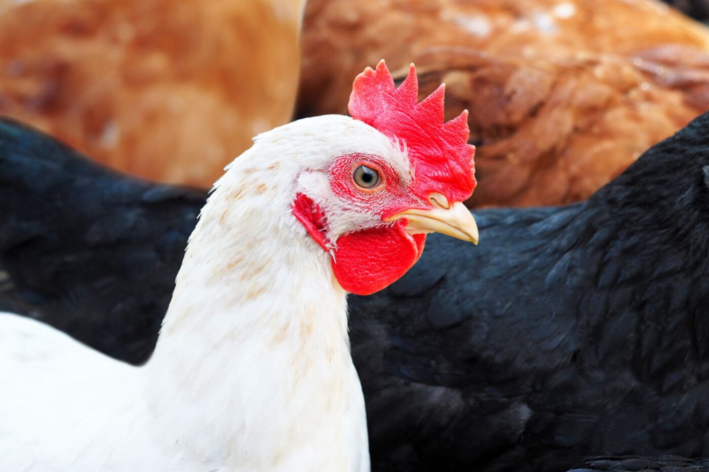 Best Egg Laying Chickens: A List of The 15 Best Chicken Breeds for Eggs