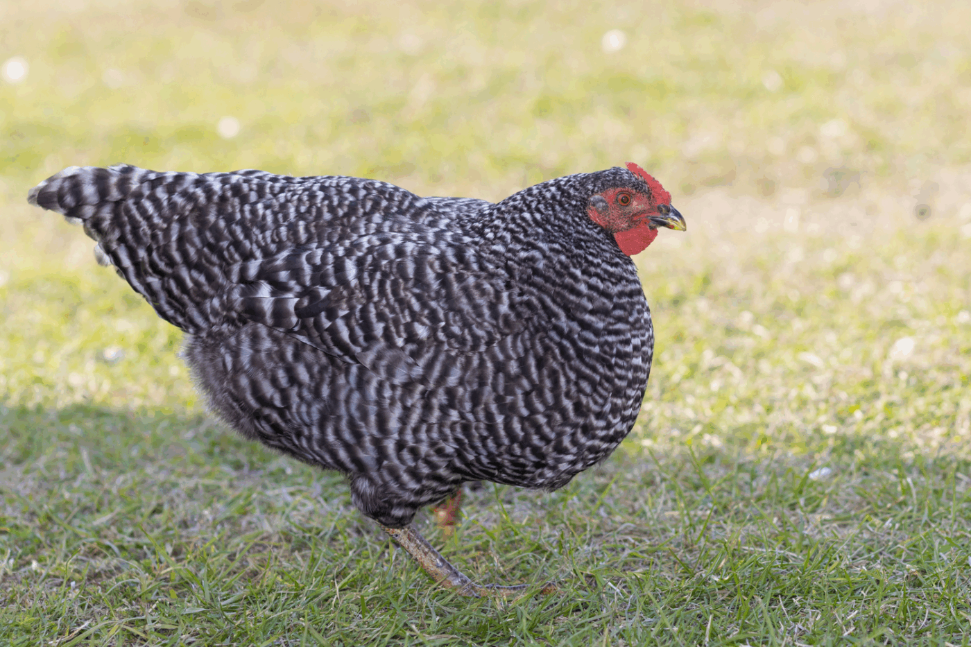 dominqiue chicken best egg layer
