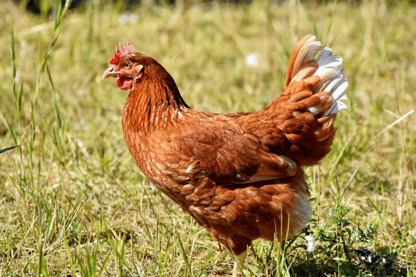 golden comet chicken best egg layer