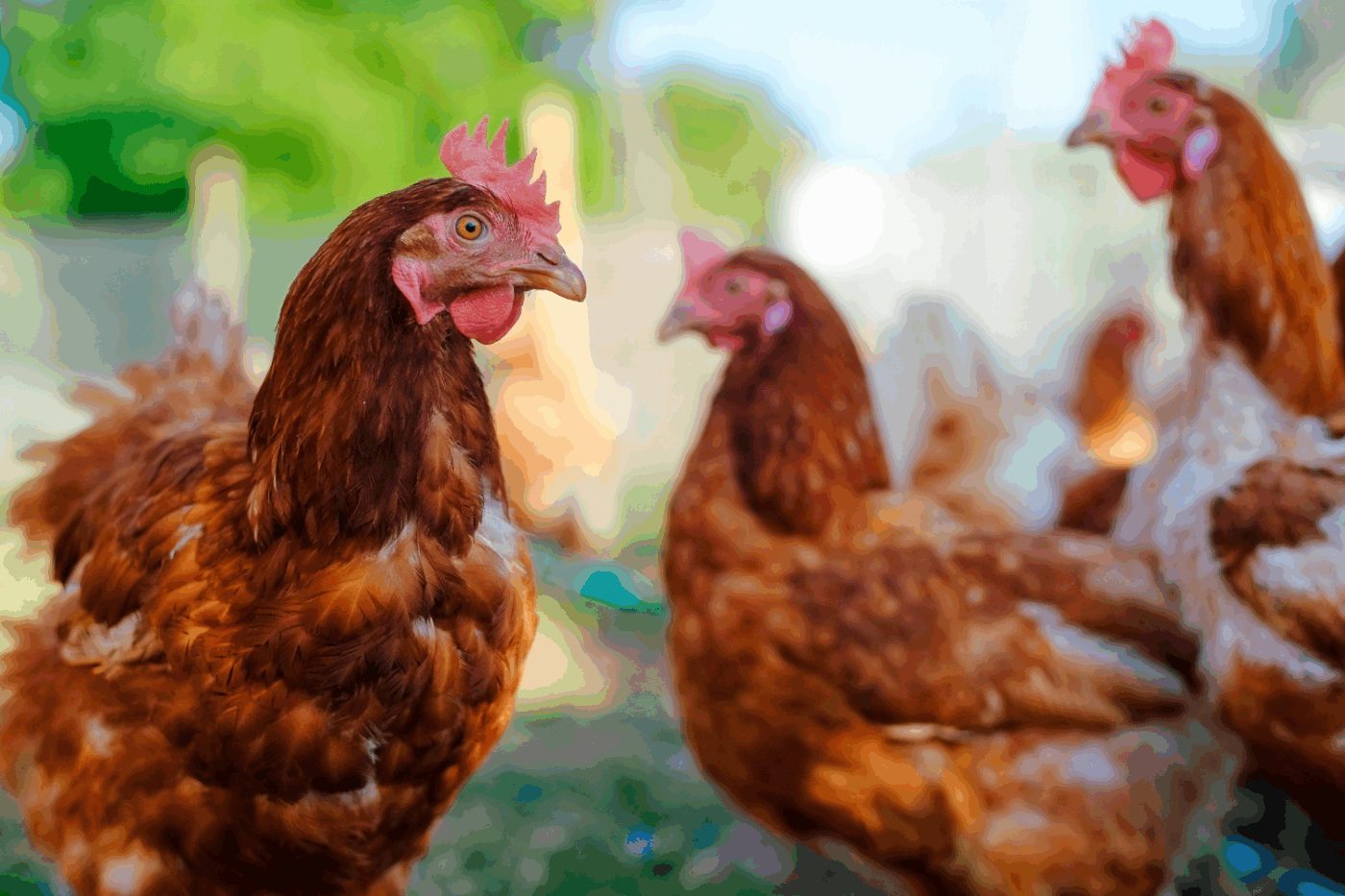lohmann brown chicken best egg layer