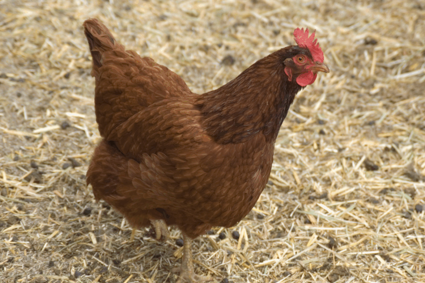 new hampshire red chicken best egg layer