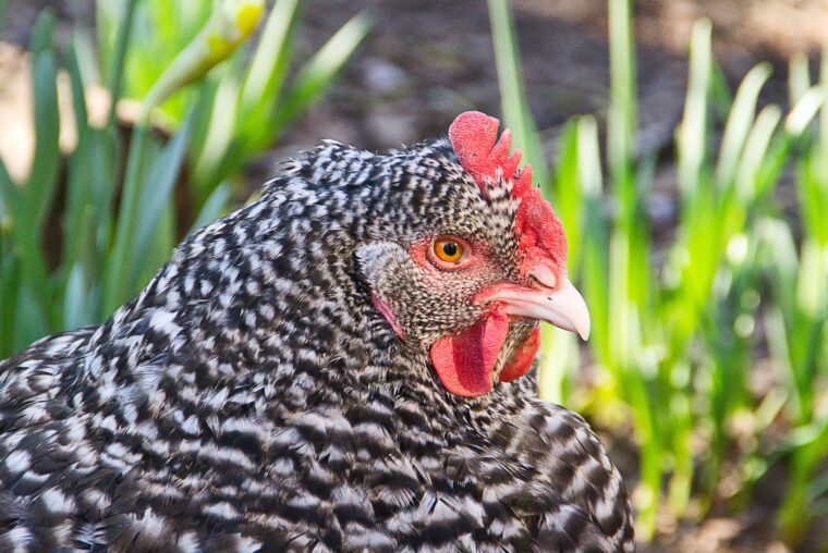 Best Egg Laying Chickens For Your Backyard | Get Eggs Fast!