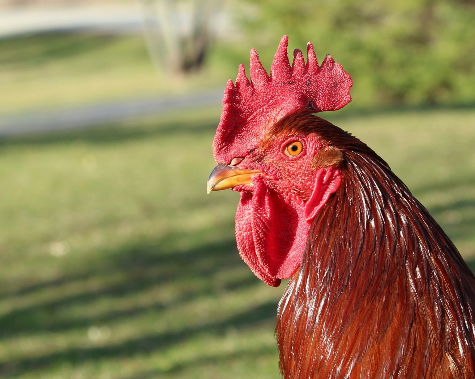 Best Egg Laying Chickens For Your Backyard Get Eggs Fast 