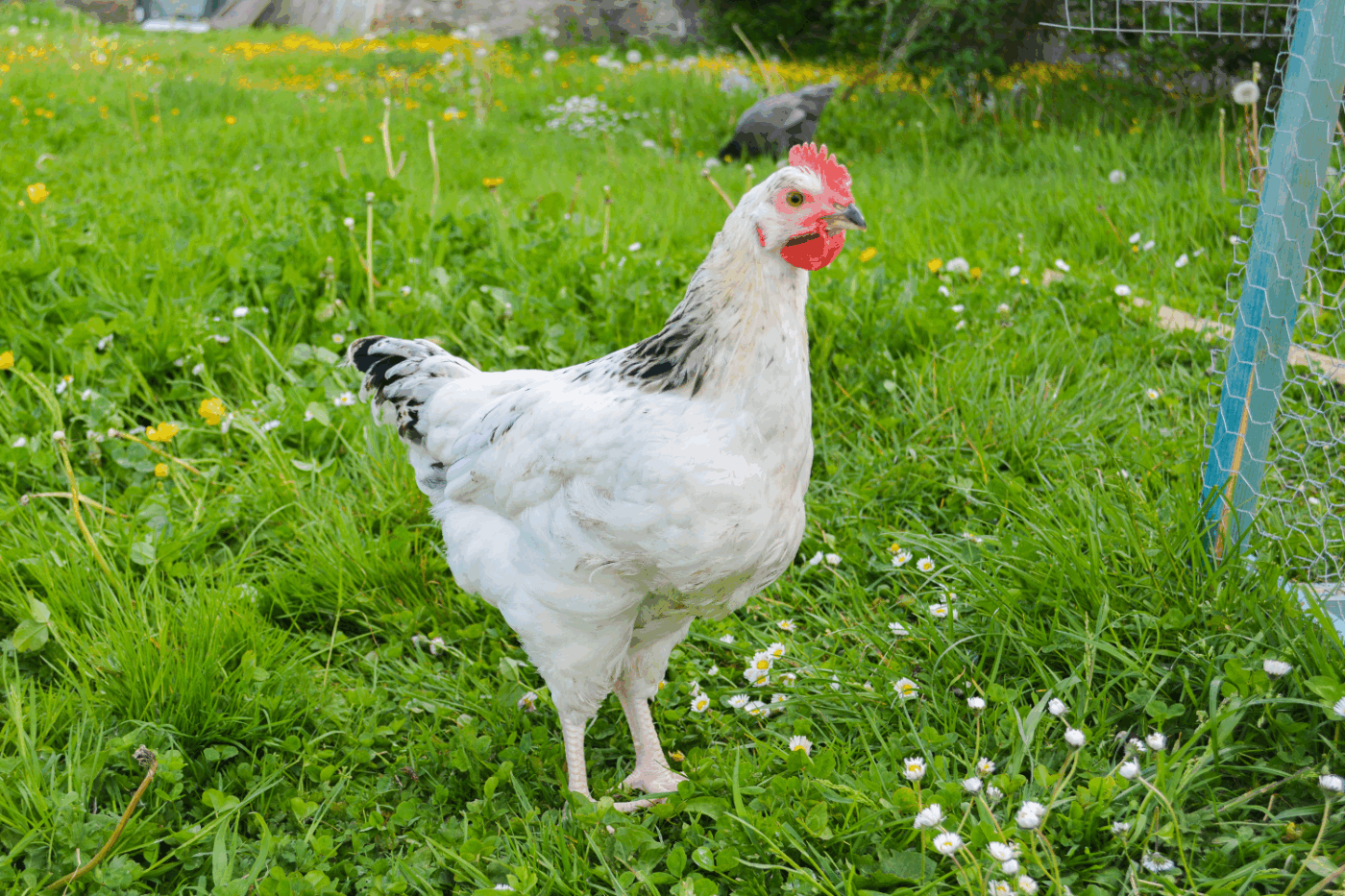 sussex chicken best egg layer