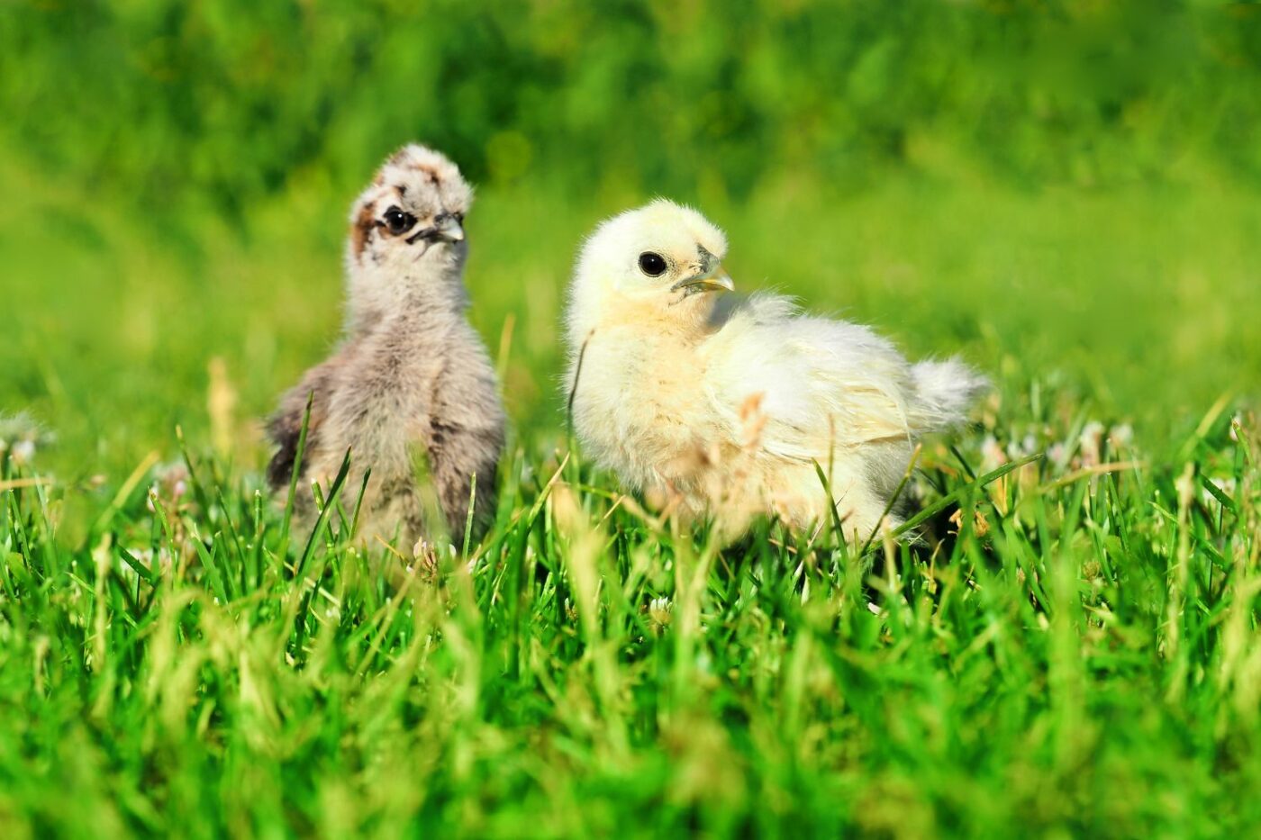 Chicken Coop Ramps | Everything You Need To Know