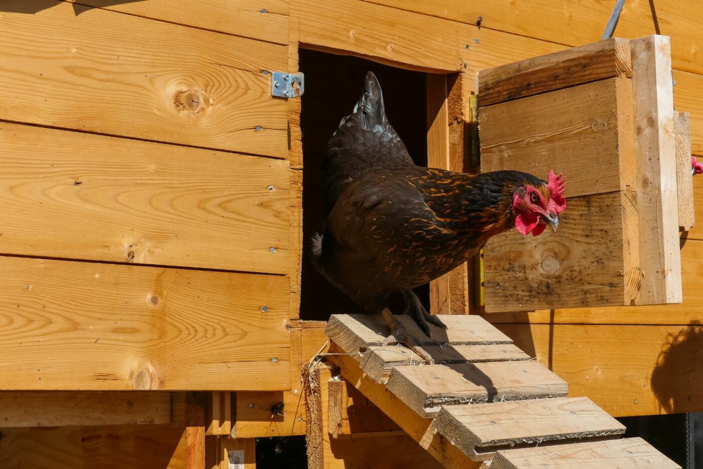 Chicken Coop Ramps | Everything You Need To Know