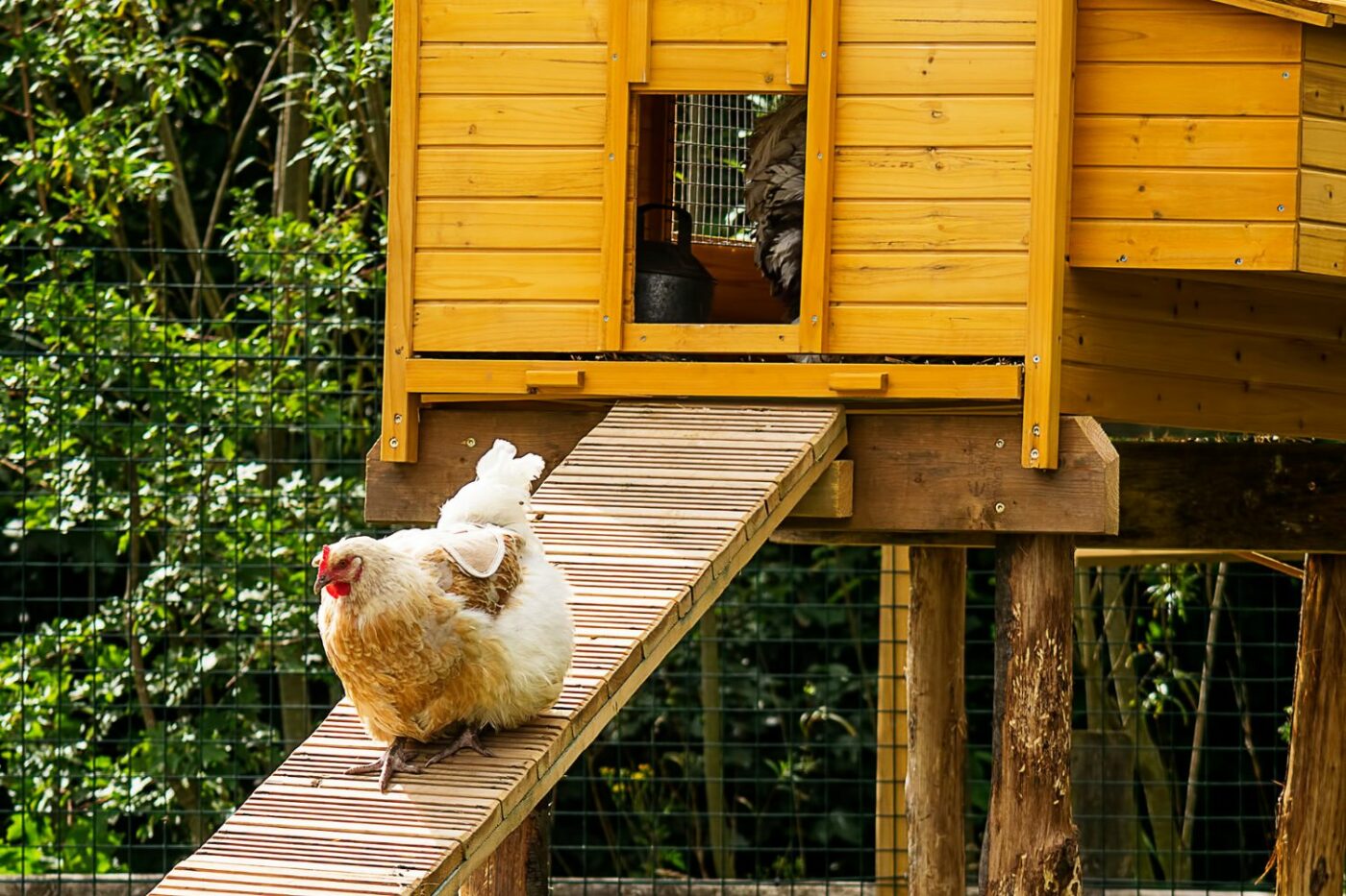 Chicken Coop Ramps | Everything You Need To Know