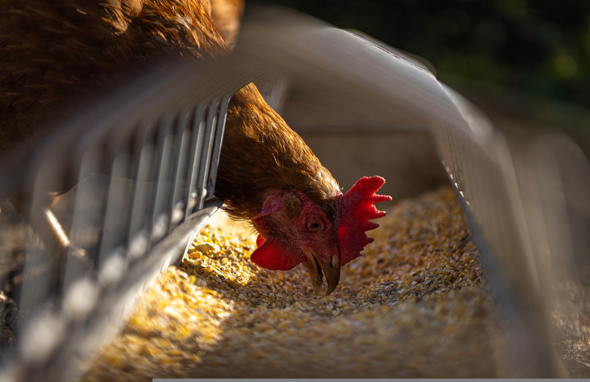 chicken eating high protein feed